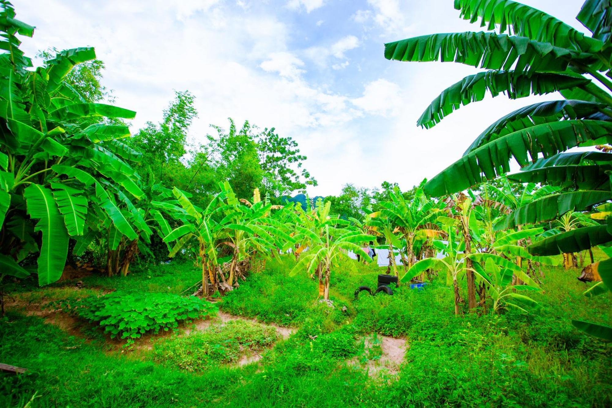 Phong Nha A Little Leaf Homestay Buitenkant foto